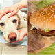 Illustration for article titled Burger King gifts dog with terminal cancer free burgers for life and now I’em/emm verklempt